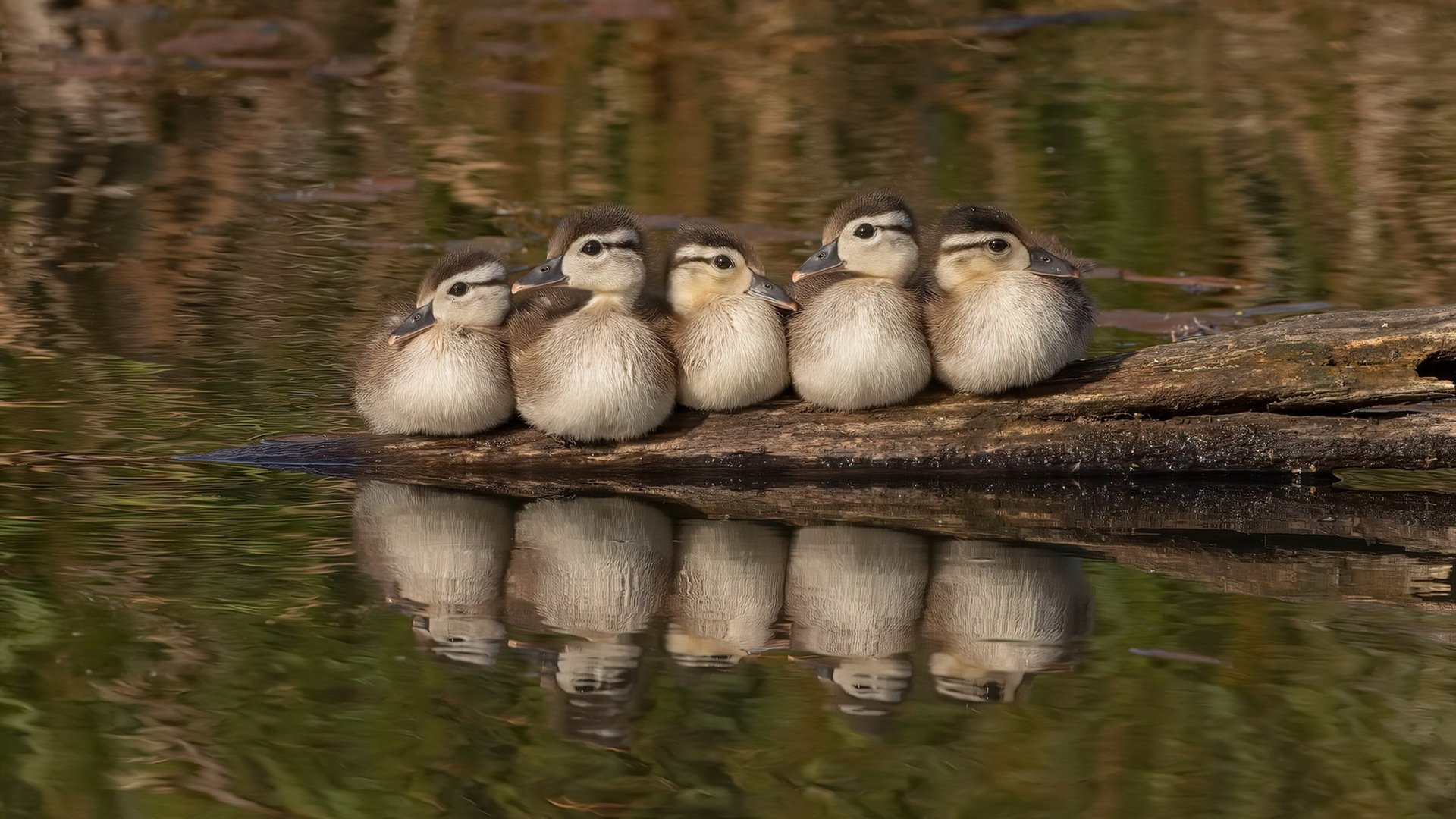 斯图加特已做好迎战多特蒙德的准备,斯图加特 vs 多特蒙德