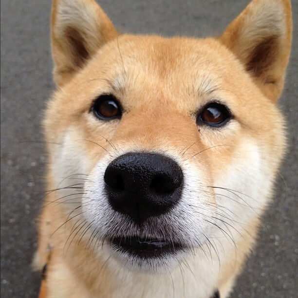 河南队惊险取胜,实力逐渐崭露头角,河南球队足球