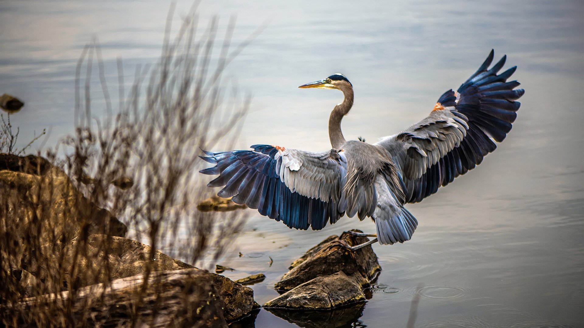 爱游戏app下载-河南建业中场核心受伤，对球队实力造成冲击，河南建业主场赛程安排