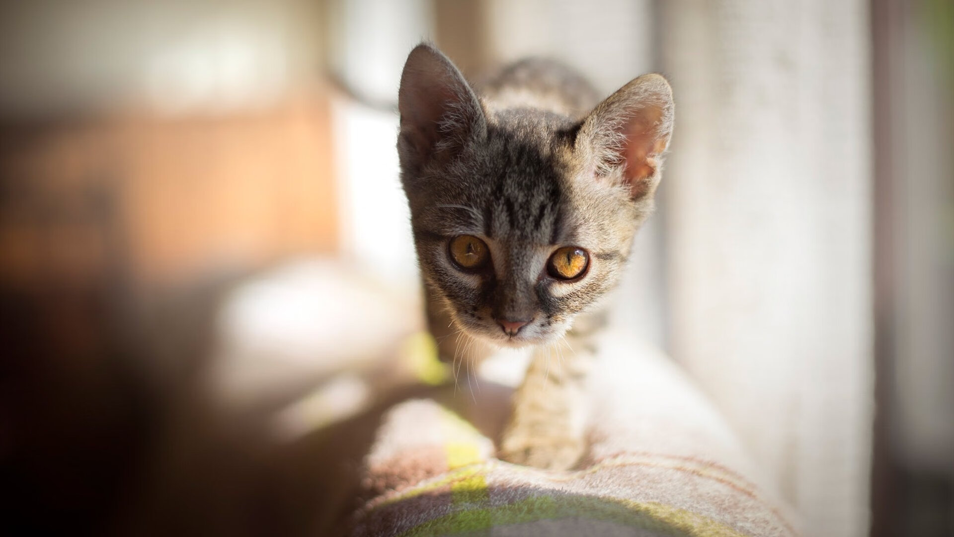 福莱沙特在客场取胜，豪取保级关键三分，福莱特是什么概念