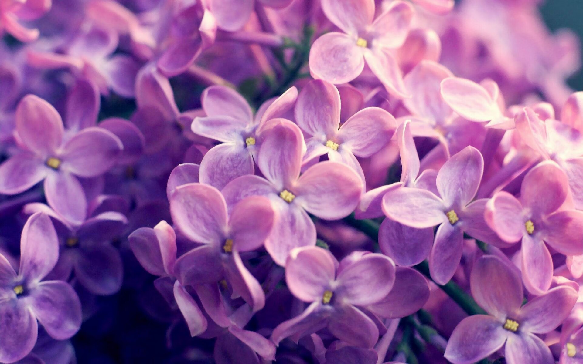 福莱沙特在客场取胜，豪取保级关键三分，福莱特是什么概念