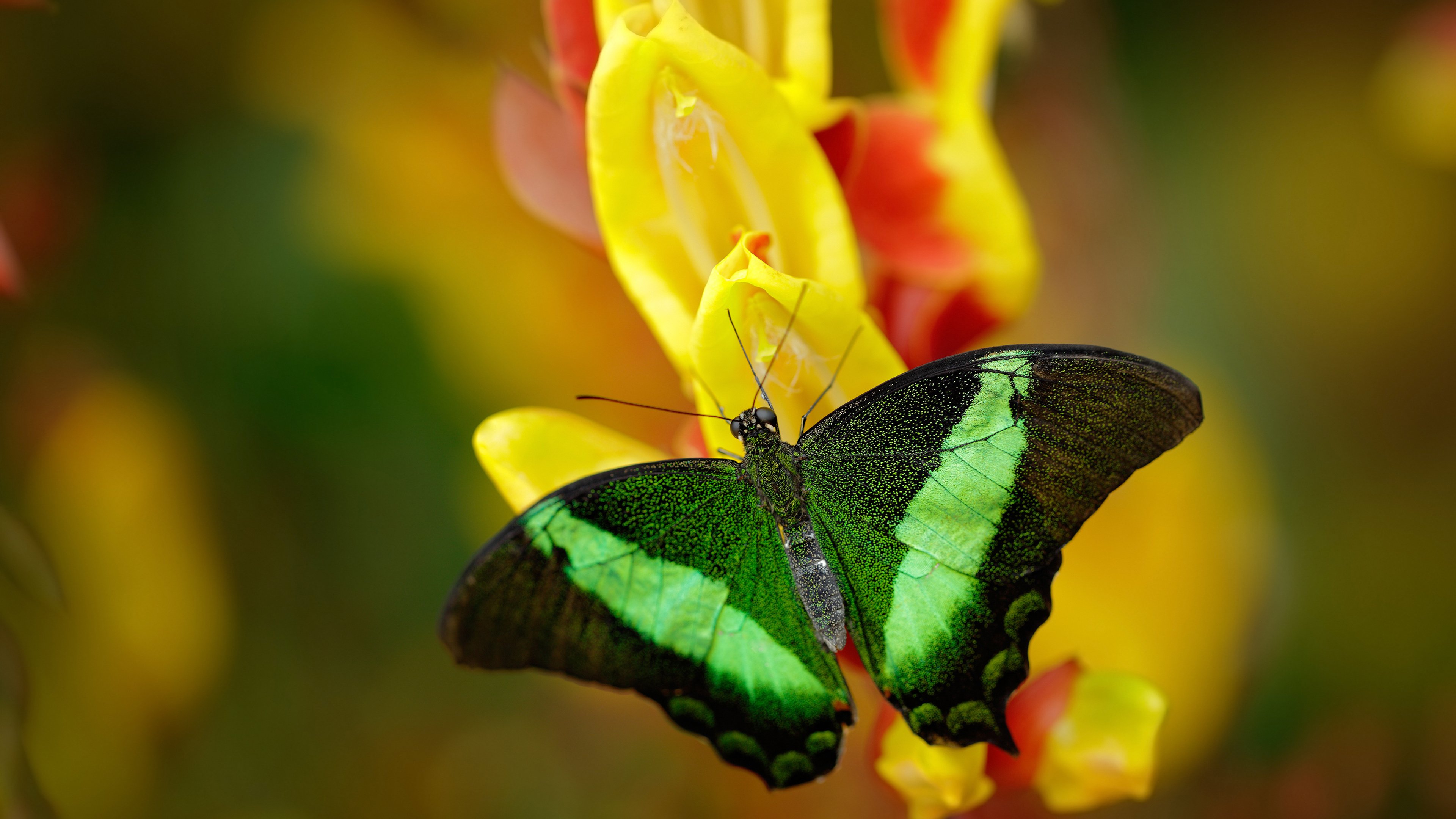美洲队客场表现稳定,积分稳步提升,美洲联赛ds