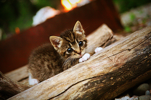 AYX GAMING-豪门球队在锦标赛中乘风破浪，表现非凡，豪门球队赞助商