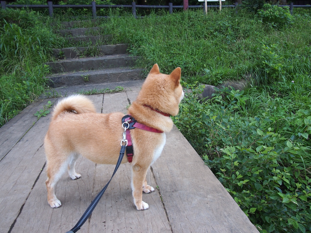 爱游戏平台-阿贾克斯-不敌萨尔茨堡，欧冠梦碎，阿贾克斯联赛冠军