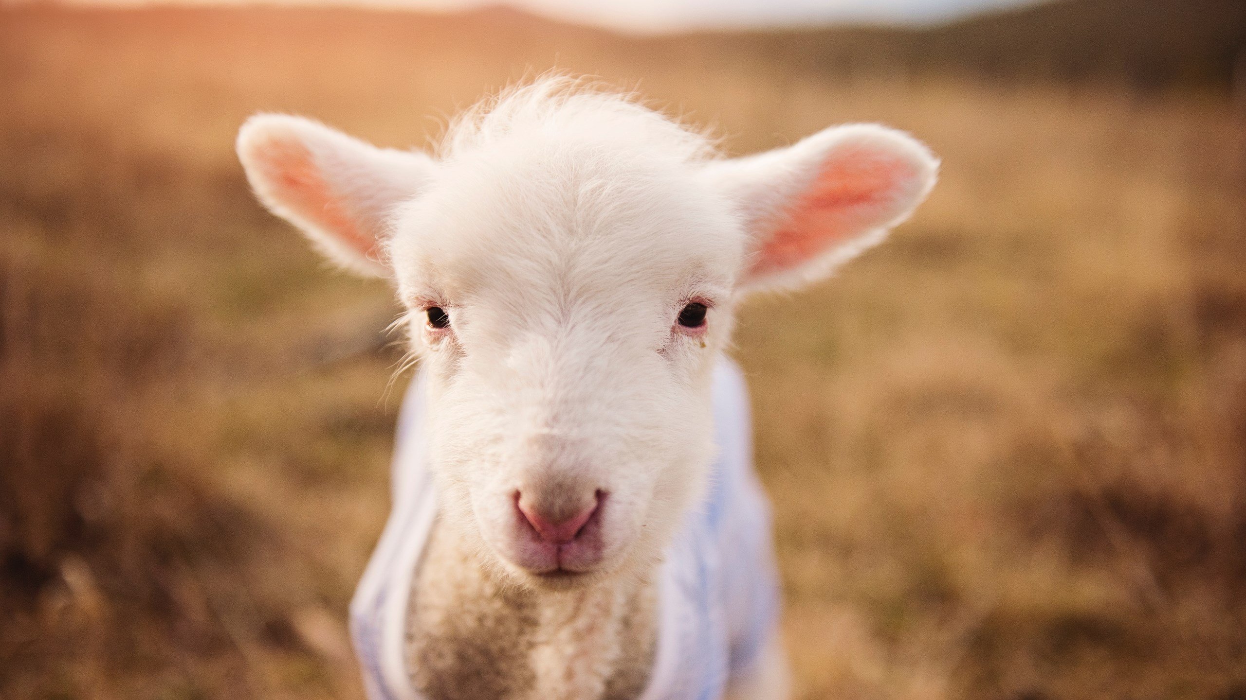 NBA球员伤病预防及康复计划,nba球员伤病实时更新