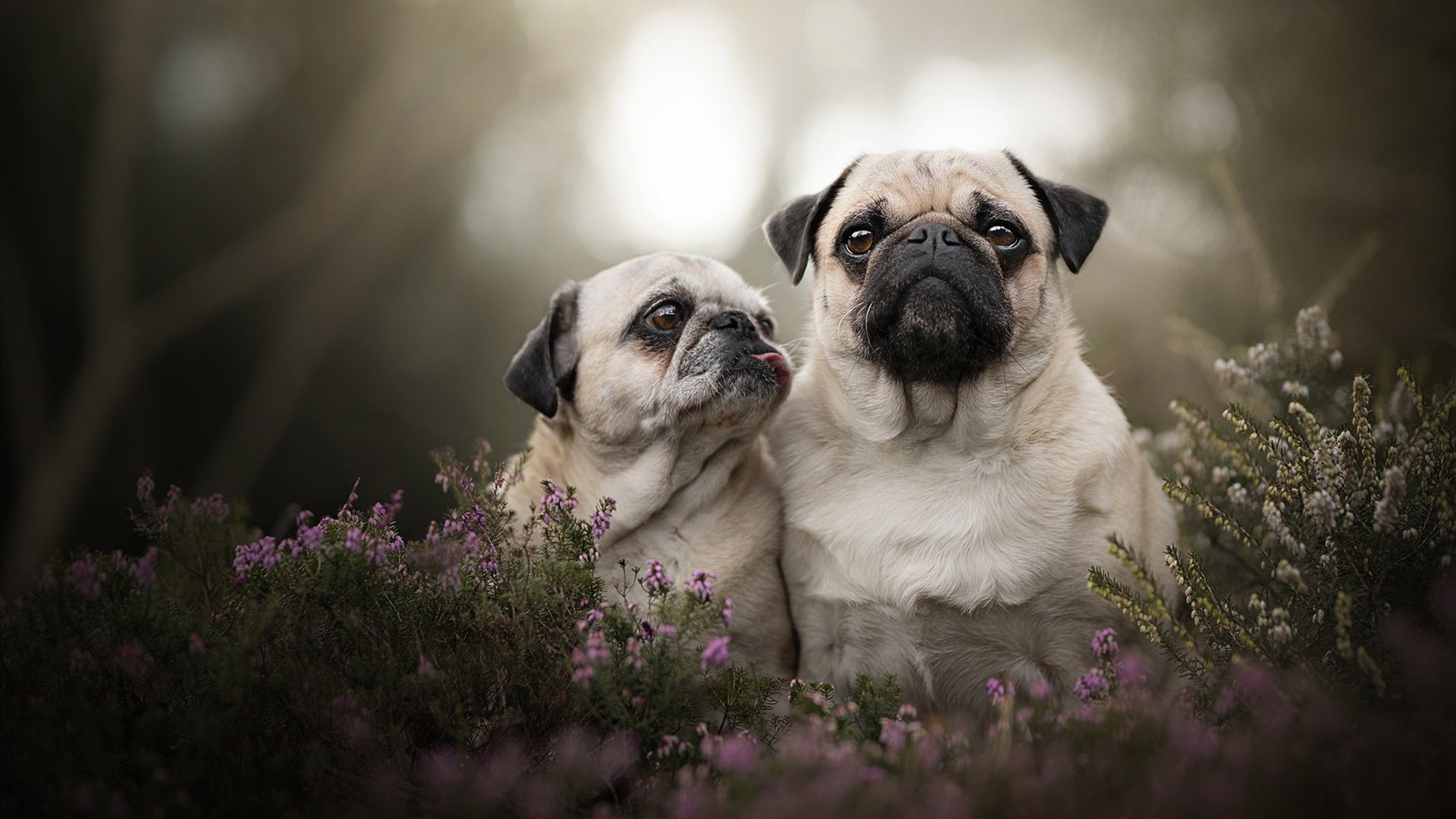 中国篮球职业联赛赛事运营风险控制策略研究,篮球赛事运营方案
