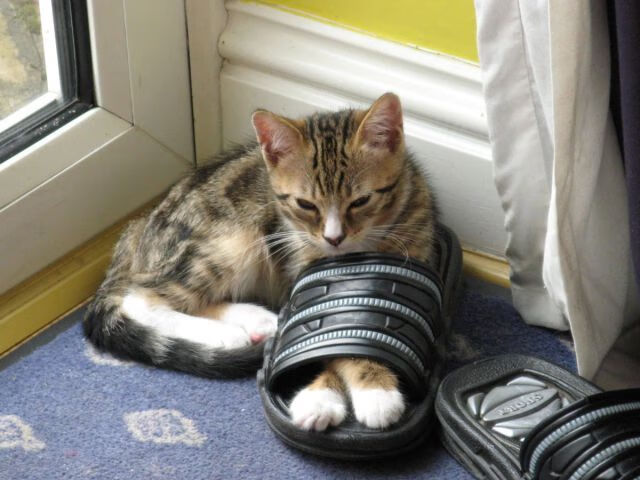 德甲球员肌肉疲劳监测与高强度训练周期管理,肌肉疲劳度怎么测