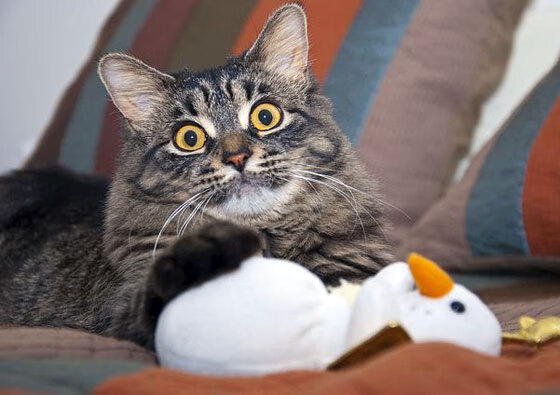 AYX SPORTS-西甲球队采用情绪曲线预测模型调整下半场进攻强度