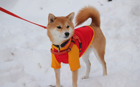 高校运动损伤预防技术及应用研究,运动损伤的预防大学体育