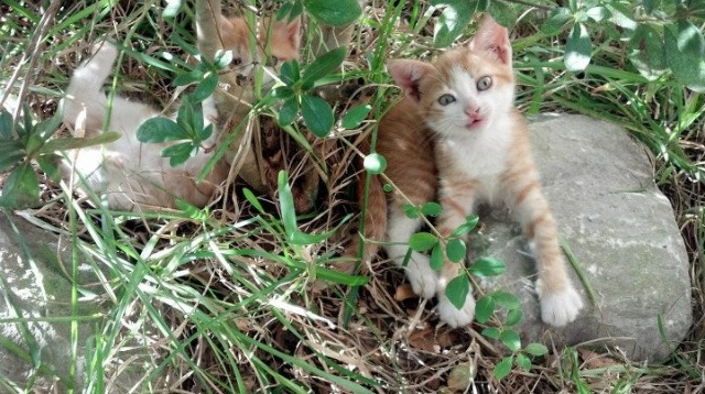 新加坡队赛制评估:团体赛制如何帮助提升球员的稳定发挥,新加坡赛制注重什么