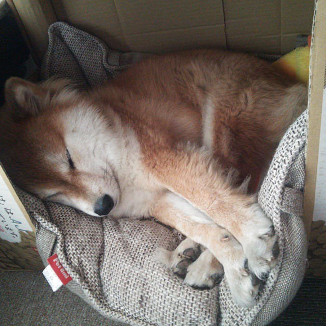 “帕布罗·马特拉:阿根廷美洲狮队的旗帜性人物,迎接未来更多挑战”