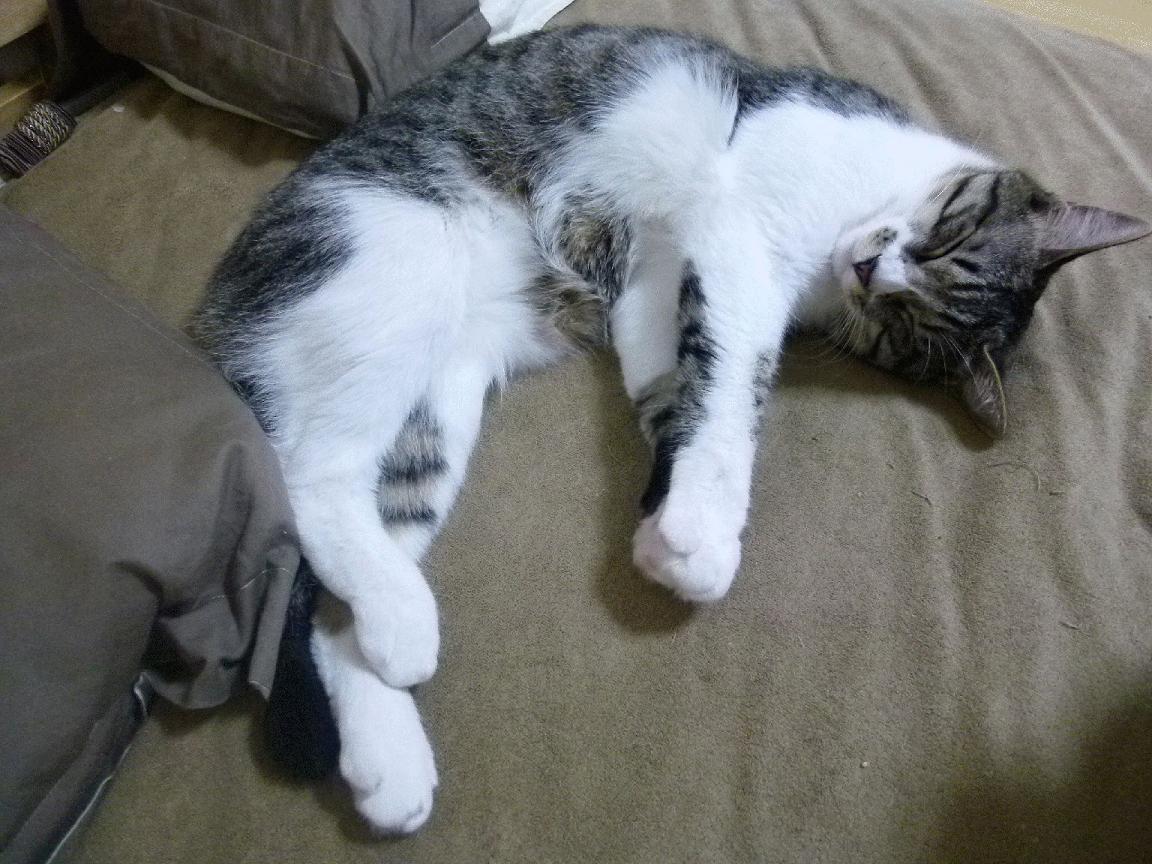 爱游戏中国官方网站平台-世界杯激情激荡：每一场都让人热血沸腾，世界杯精彩瞬间视频