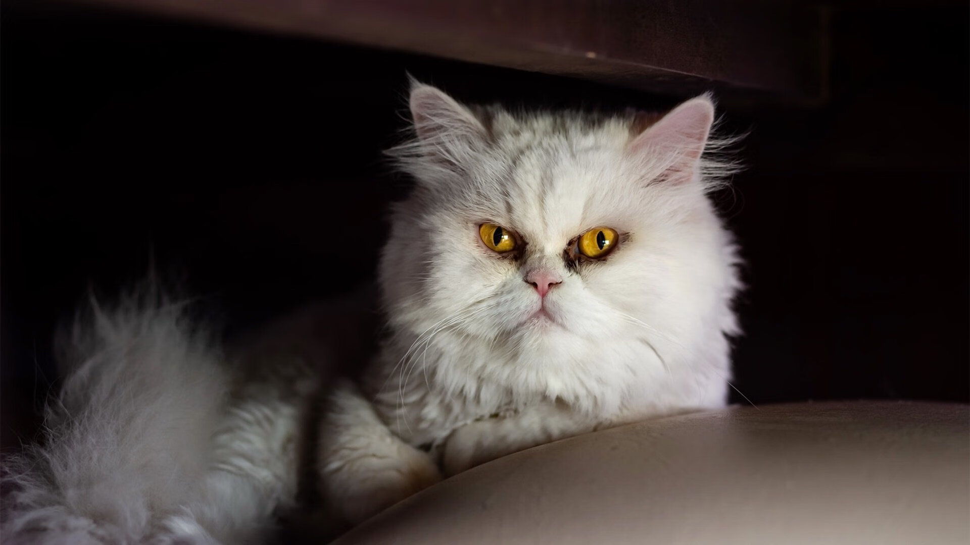 体育纪录片热播带动全民运动热情,体育 纪录片