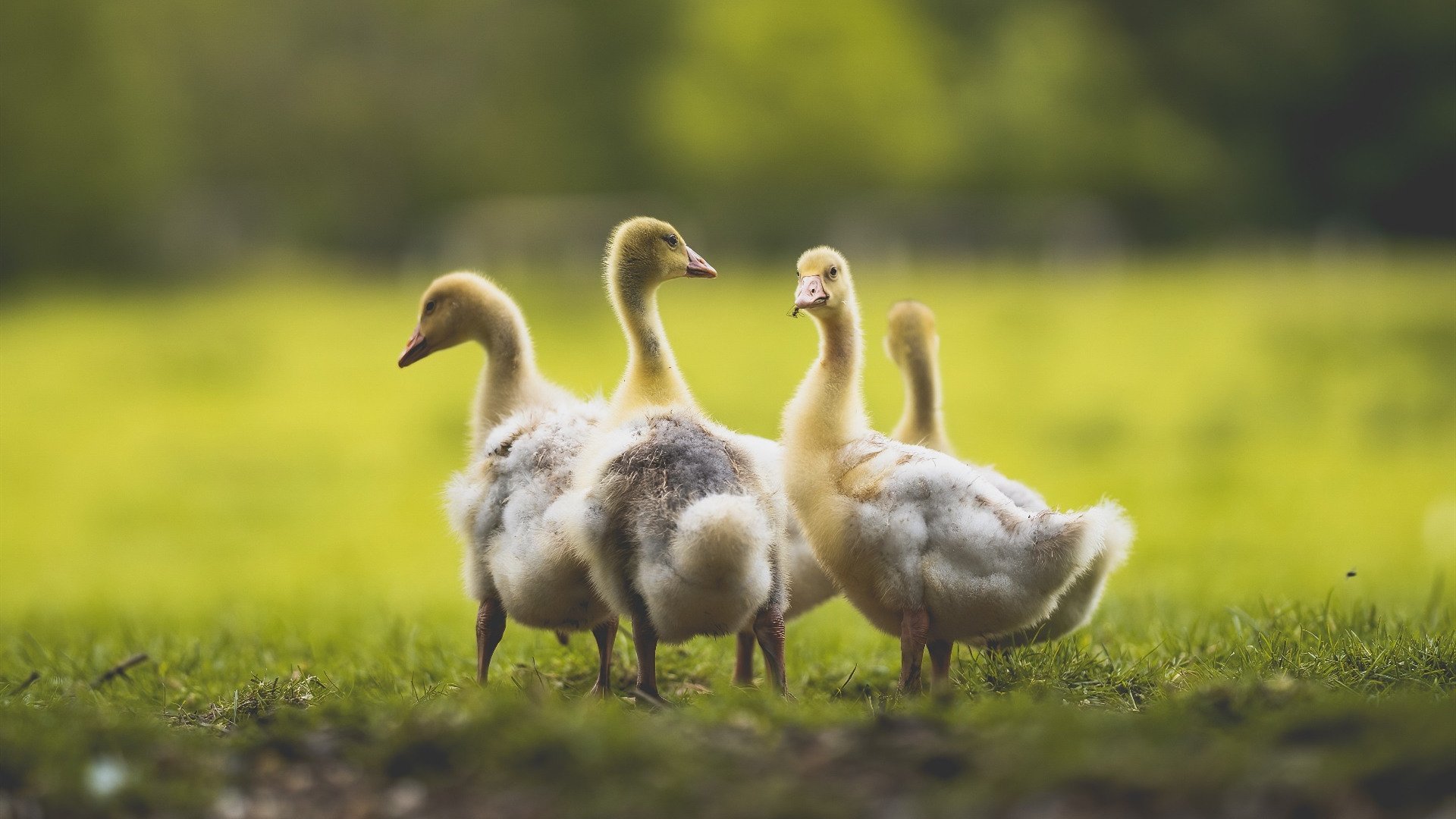 爱游戏 电竞-意甲教练战术板首次曝光，意甲教练年薪排行