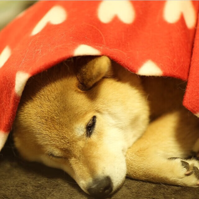 澳大利亚袋鼠队的转型与新战术,能否带来冠军?,在澳大利亚人眼里,袋鼠军团就是这样一支队伍