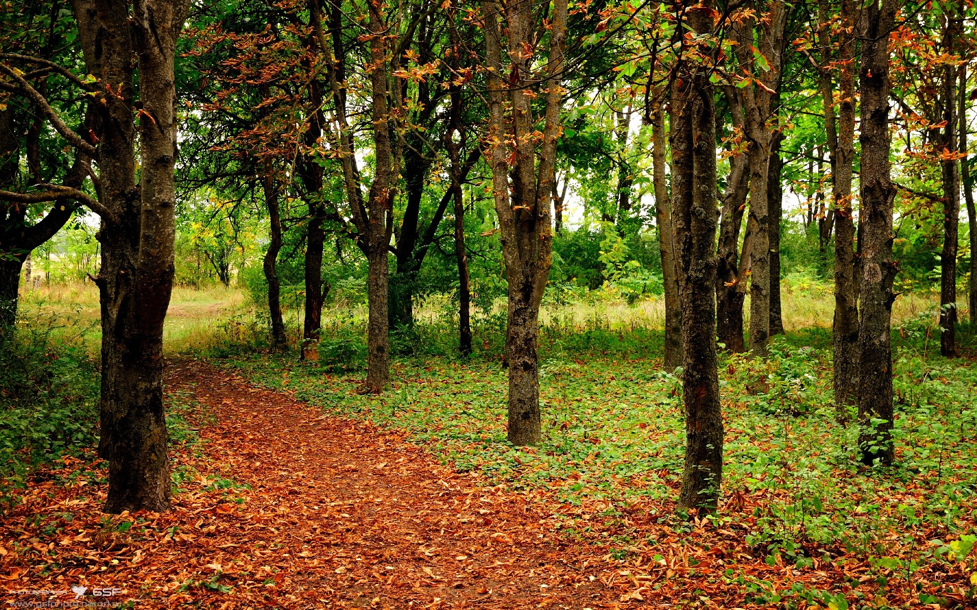爵士近五场比赛抢断数联盟第一,爵士队连胜
