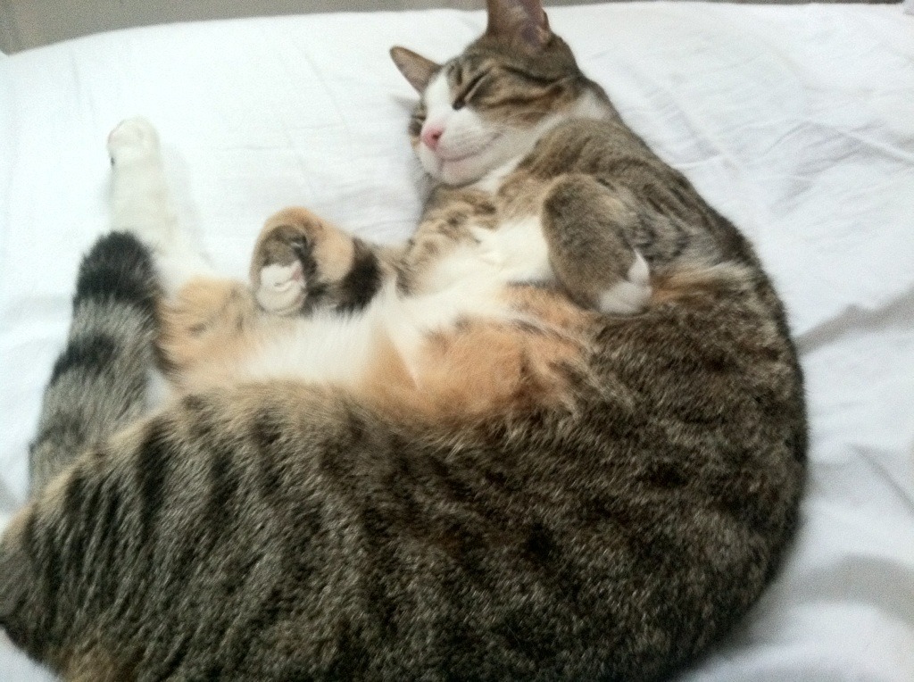 社区橄榄球计划惠及五万名儿童,橄榄球活动方案格式模板